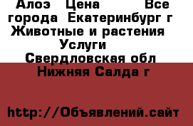 Алоэ › Цена ­ 150 - Все города, Екатеринбург г. Животные и растения » Услуги   . Свердловская обл.,Нижняя Салда г.